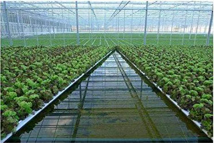 1.5 Inch Rockwool/Stonewool Grow Cubes Starter Sheets For Cuttings, Cloning, Plant Propagation, Seed Starting Hydroponic Grow Media Growing Medium For Vigorous Plant Growth (28, 1.5)